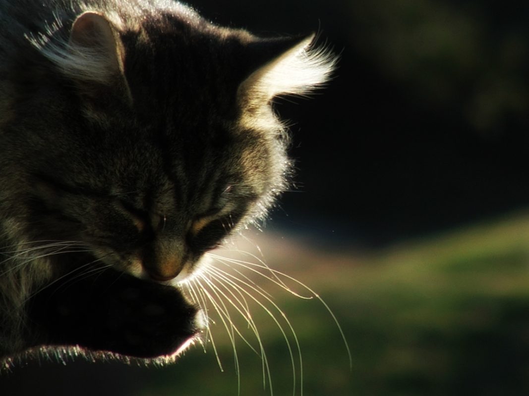 Signs your cat may be sick