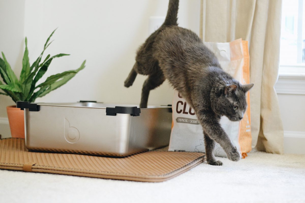 Can Cat Litter Make You Sick? The Dangers of Cat Litter - marvelofficial.store