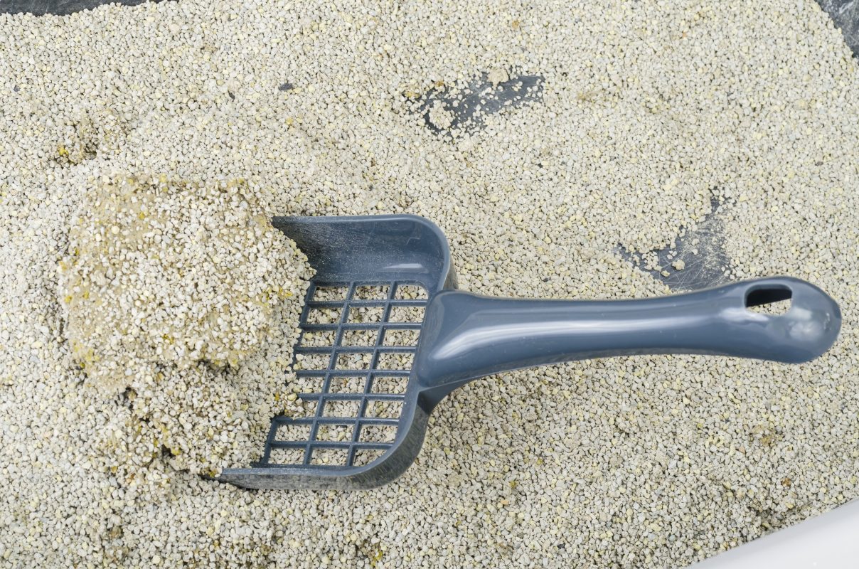 Dangers of cat poo - Toxoplasma gondii - marvelofficial.store