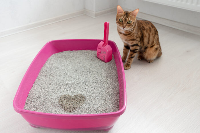 2 easy methods - move my cat's litter box to a new location