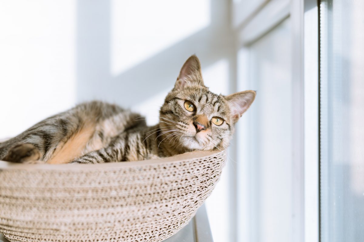 How to choose automatic cat litter box? Bottom line - understanding your cat