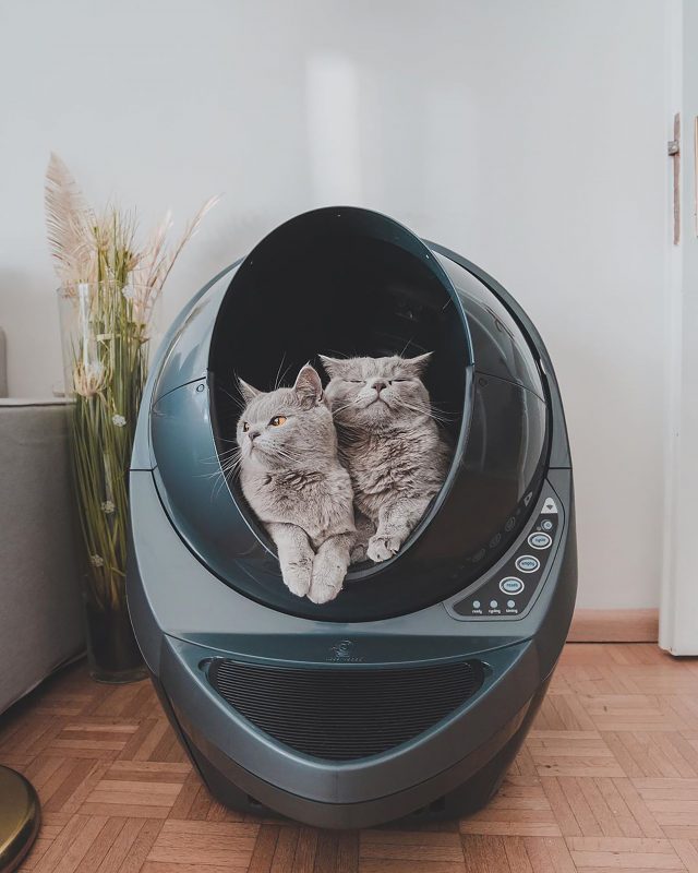 Choose automatic cat litter box for multiple cat household