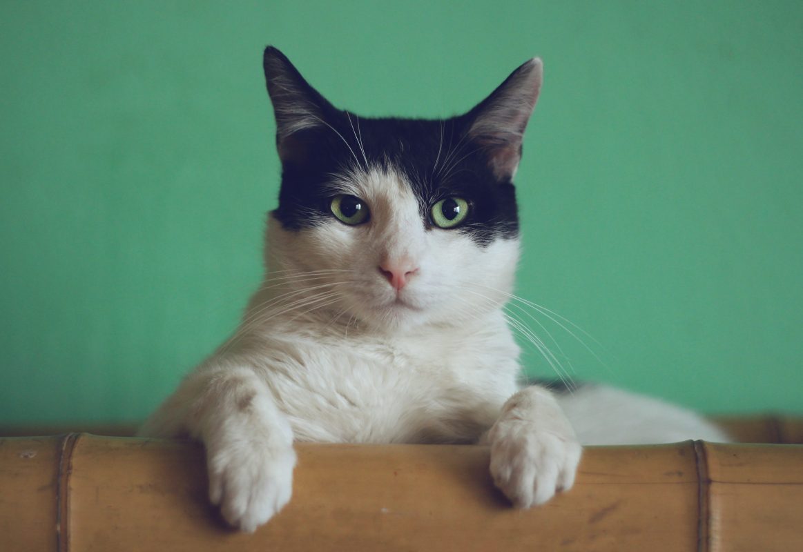 What type of cat litter is compatible with my automatic cat litter box?