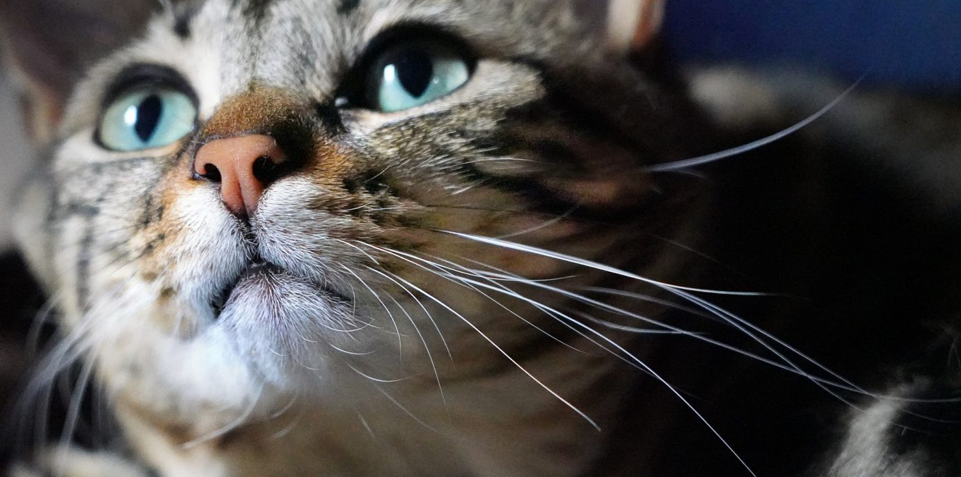 20 things you didn't know about cat whiskers - smartcatoys.com - smart cat toys