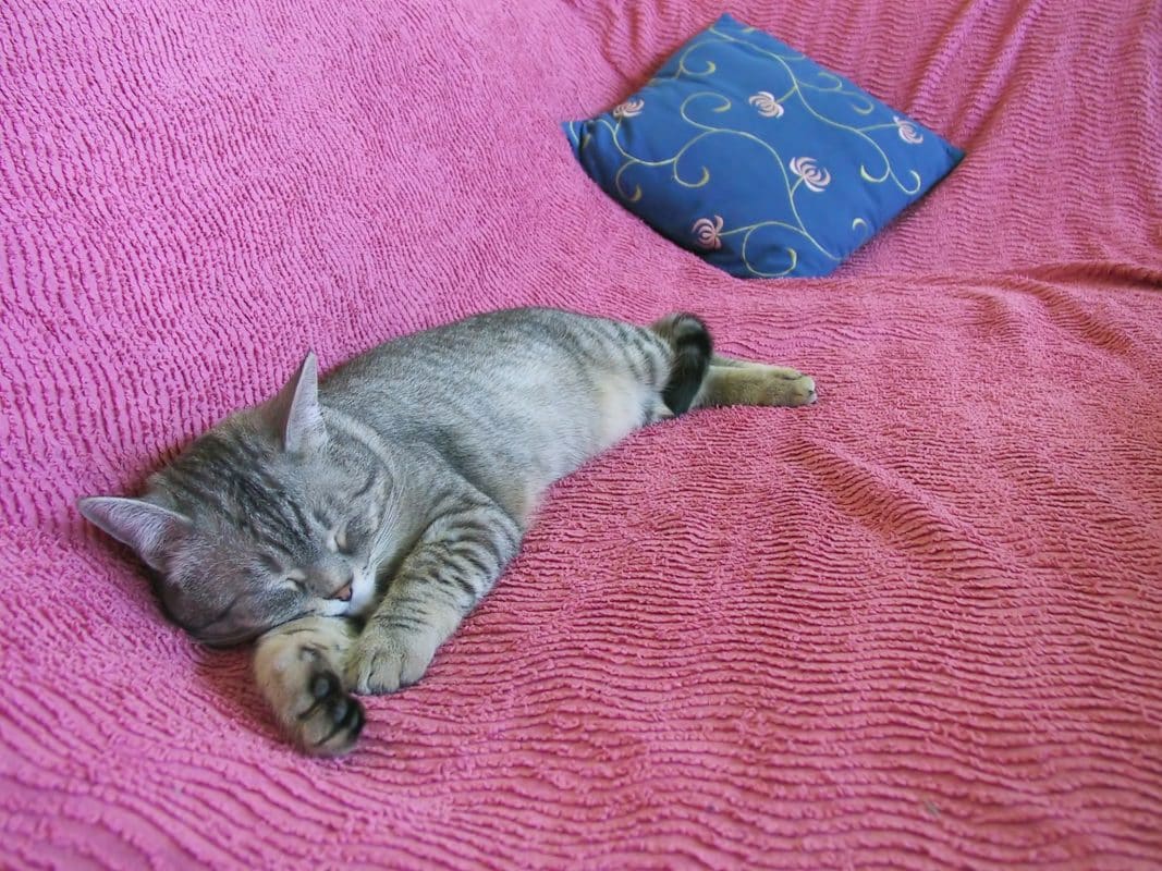 How do I calm my kitten down? - smart cat toys - marvelofficial.store