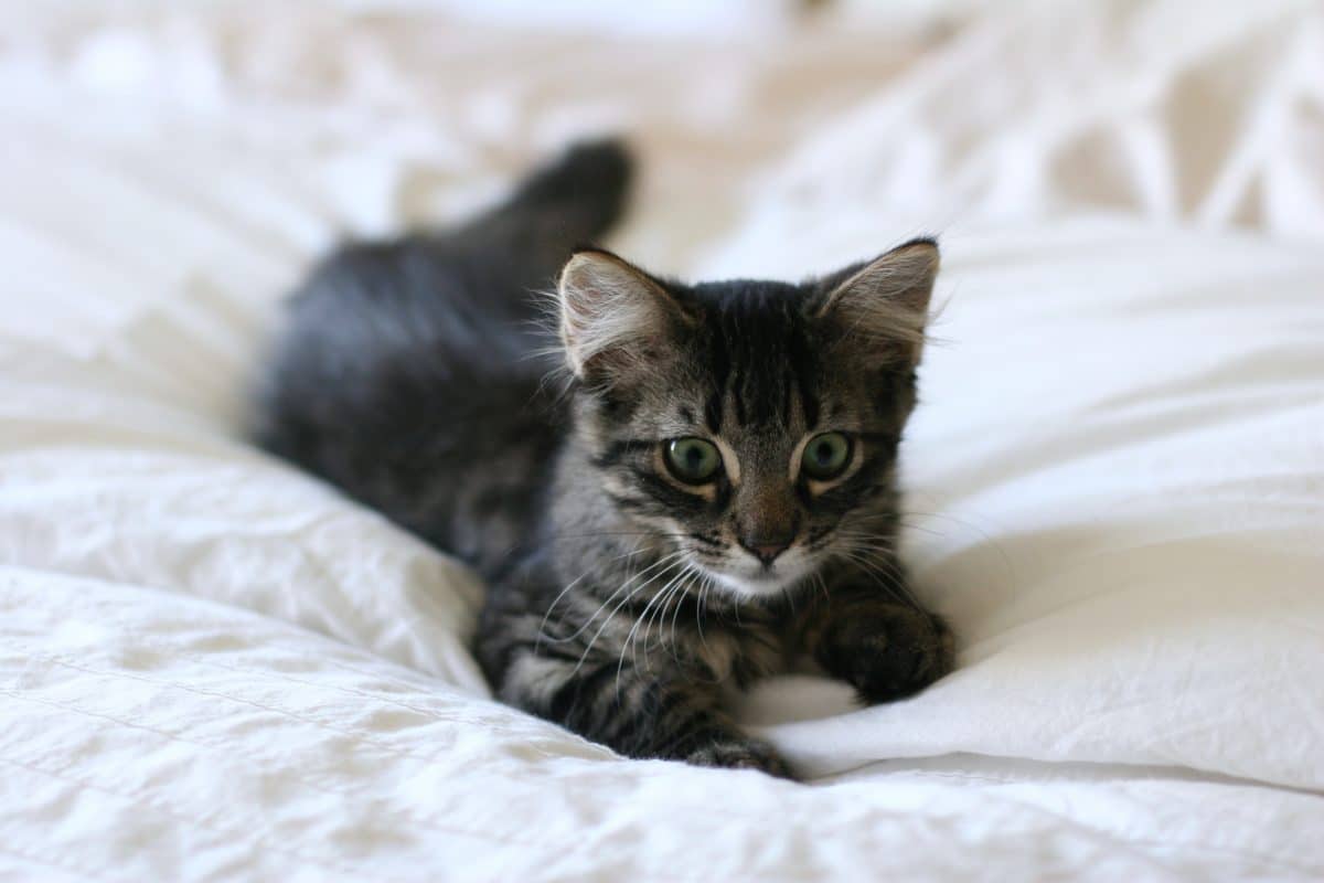 How to get ready for a new kitten - smart cat toys - marvelofficial.store