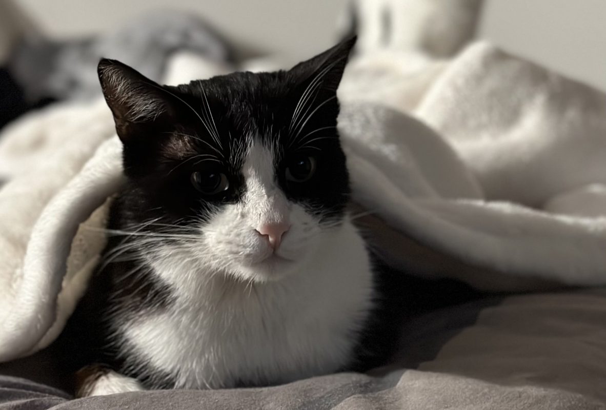 What to do if you run over a cat? help a cat hit by a car - marvelofficial.store - smart cat toys