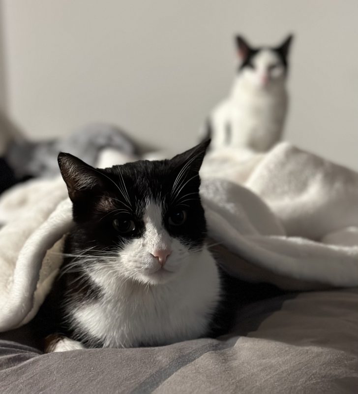 What to do if you run over a cat? marvelofficial.store - smart cat toys