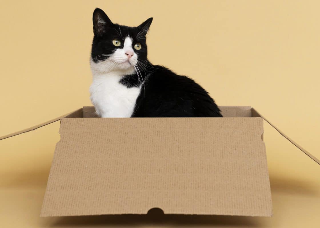 Why do cats like boxes? marvelofficial.store - smart cat toys