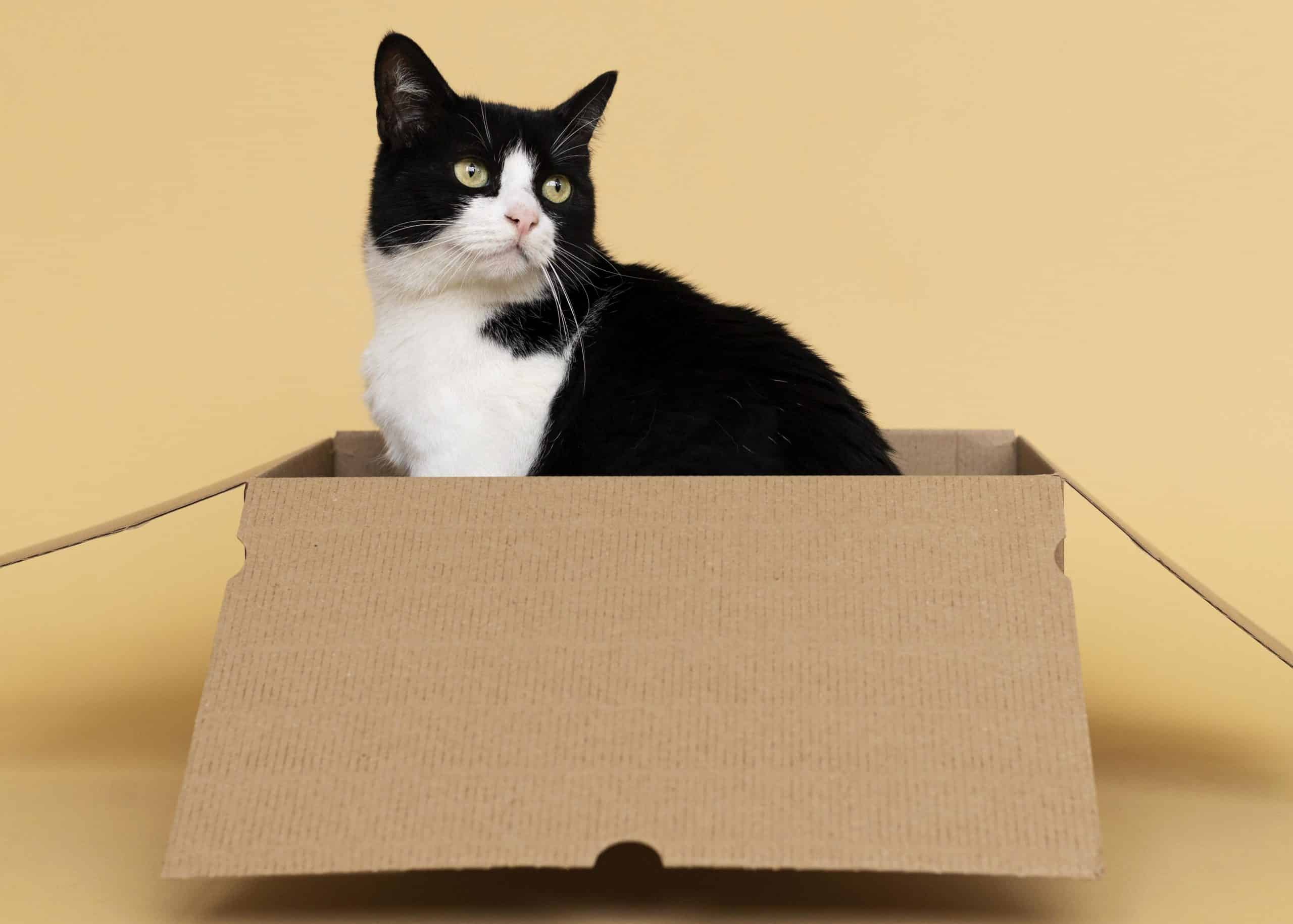 Why do cats like boxes? marvelofficial.store - smart cat toys 