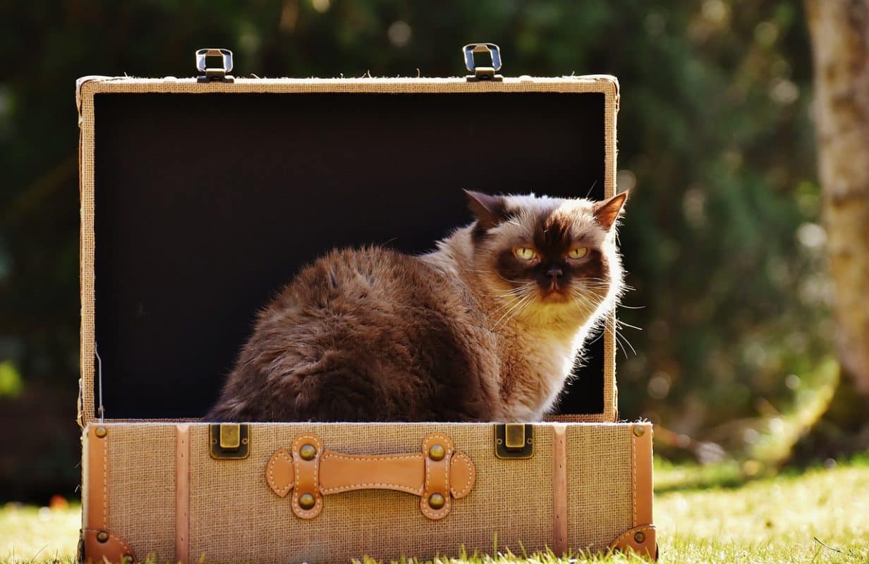 15 Tips for traveling with your cat by car - best cat advices blog - marvelofficial.store - smart cat toys