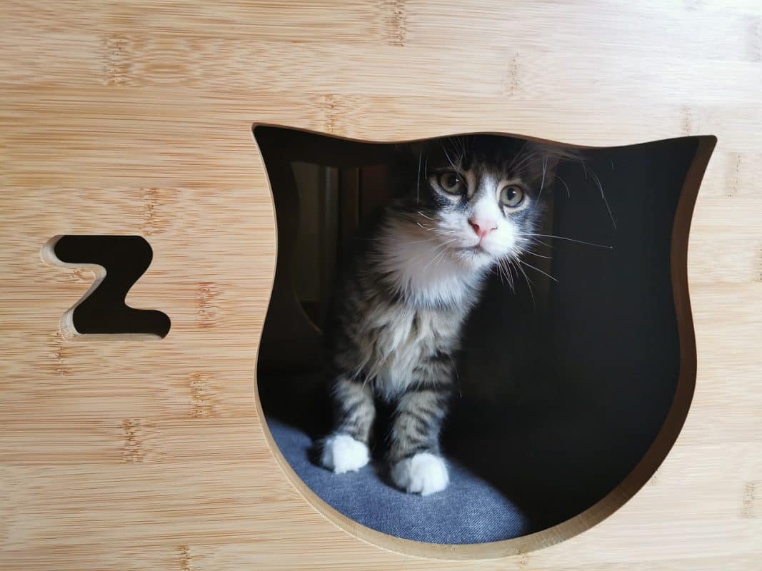 Help your cat adjust to a new home - best cat advices - smart cat toys - marvelofficial.store