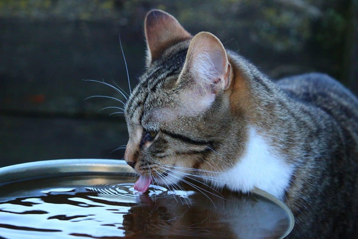 Why my cat drinks so much water? smart best cat advices - smart cat toys - marvelofficial.store