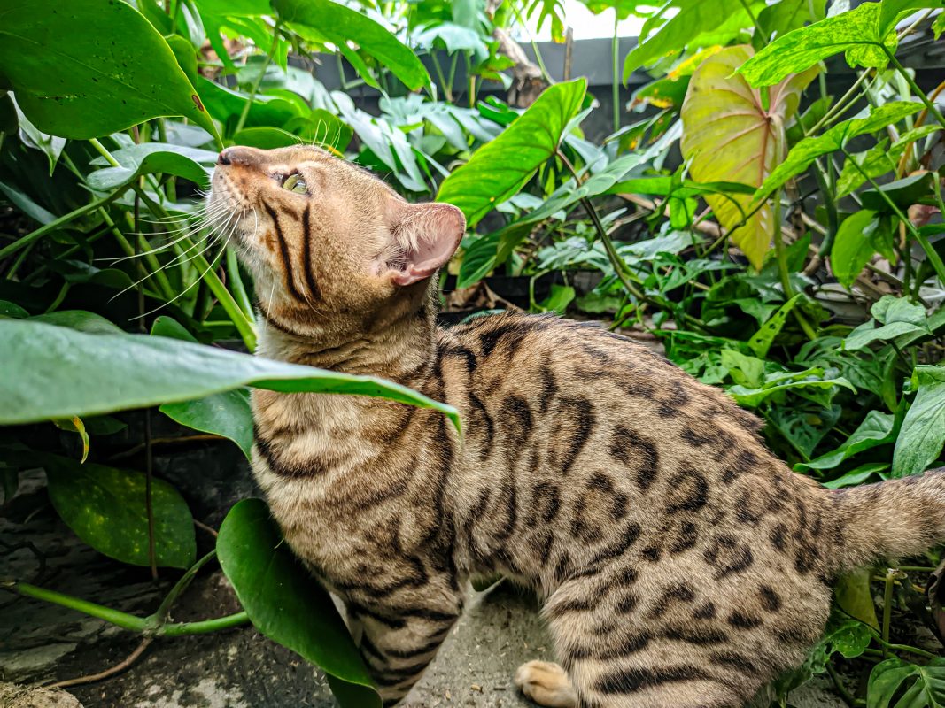 Cat-friendly houseplants and garden plants for your furry friends - top best cat blog - smart cat toys - marvelofficial.store