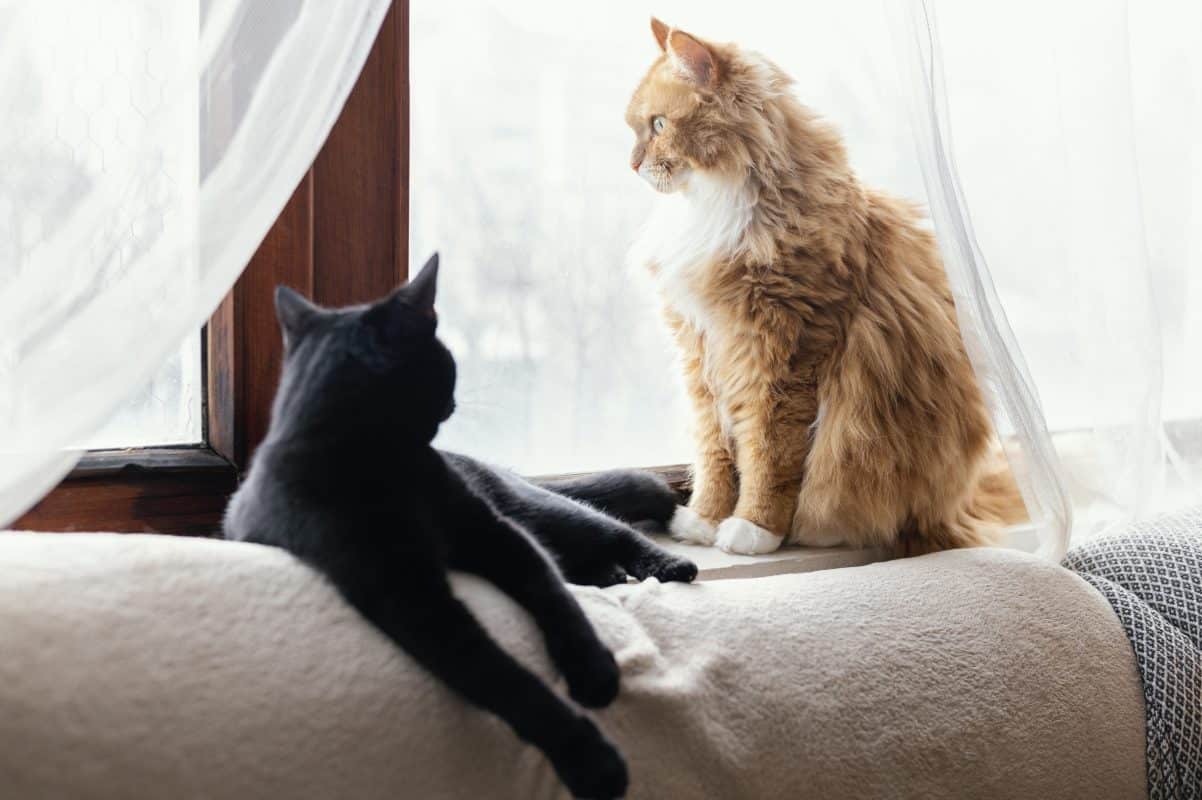 Creating a cat-friendly home: Tips for a safe and happy environment - top cat blog advice - smart cat toys